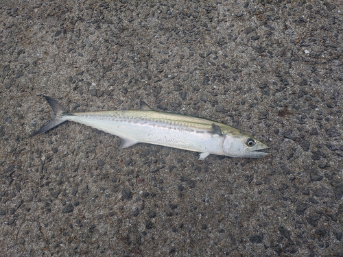 サゴシの釣果