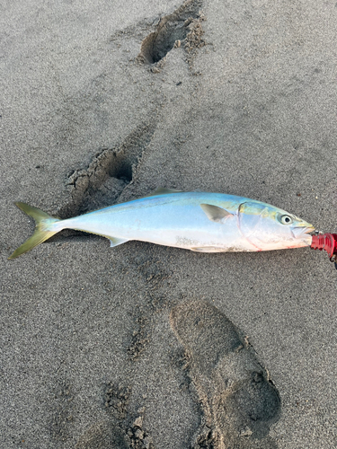 ブリの釣果