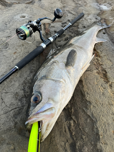 マルスズキの釣果