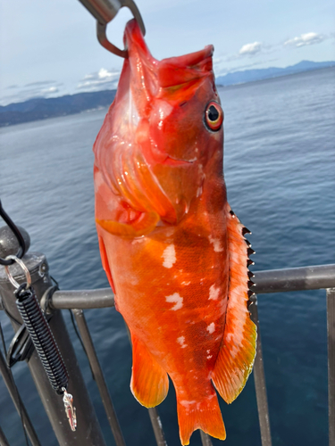 アカハタの釣果