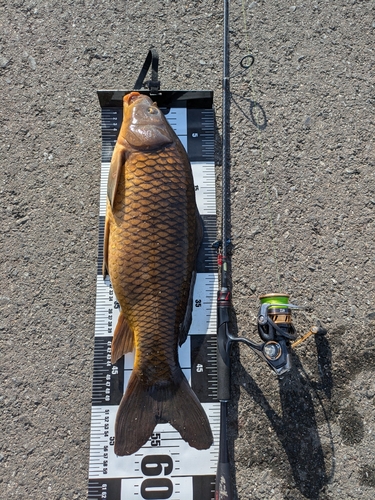 コイの釣果