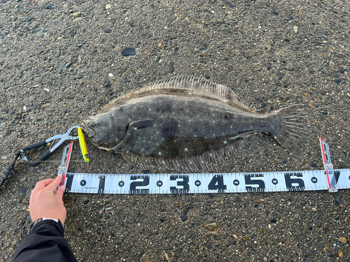 ヒラメの釣果