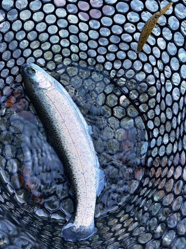 トラウトの釣果