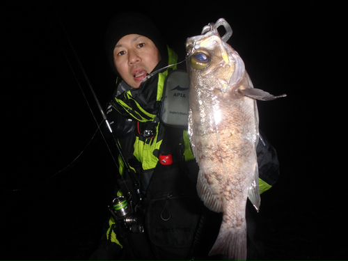 メバルの釣果