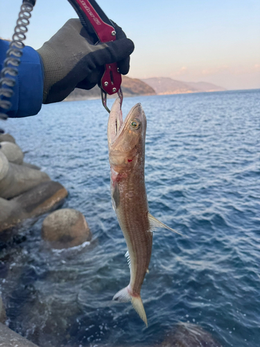 アカエソの釣果