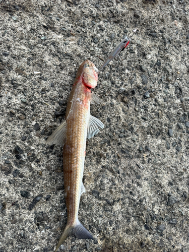 アカエソの釣果