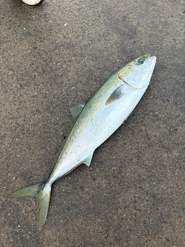 ブリの釣果