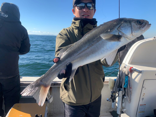 スズキの釣果