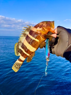 アオハタの釣果