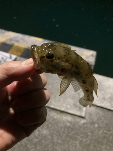 ハゼの釣果