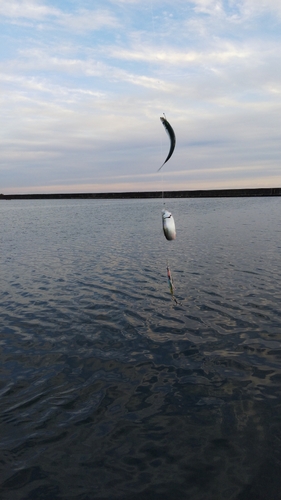 サッパの釣果