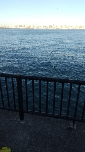 若洲海浜公園海釣り施設