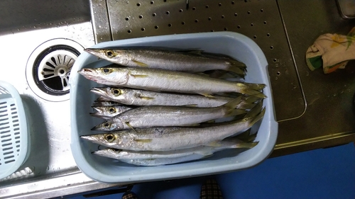 カマスの釣果