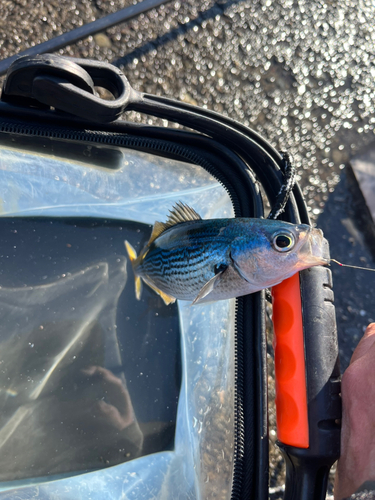 タカベの釣果