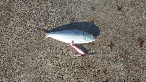 コノシロの釣果