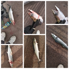 サゴシの釣果