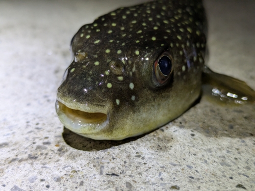 クサフグの釣果