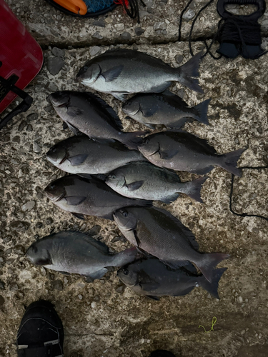 クロの釣果