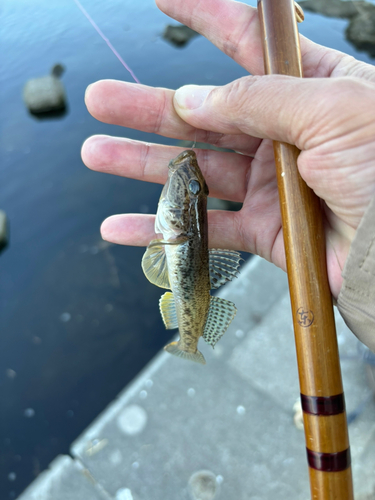 マハゼの釣果