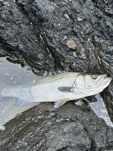 ヒラスズキの釣果