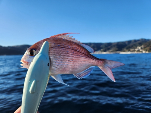 チダイの釣果