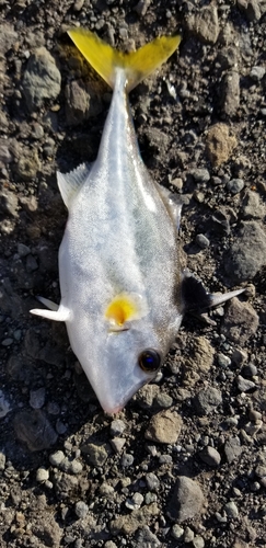 ギマの釣果