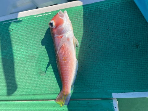 アマダイの釣果