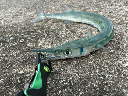 ダツの釣果