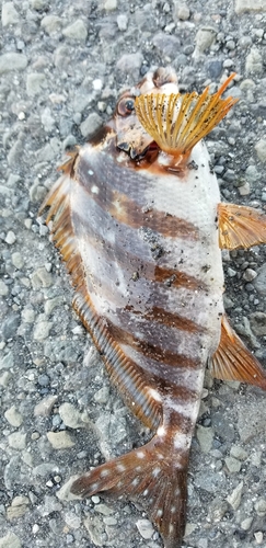 タカノハダイの釣果