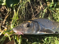 ニゴイの釣果