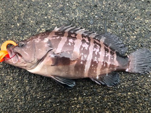 マハタの釣果