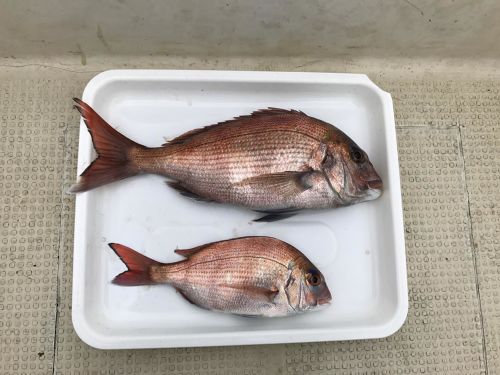 マダイの釣果