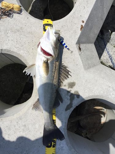 シーバスの釣果