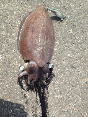 カミナリイカの釣果