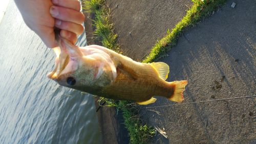 ブラックバスの釣果