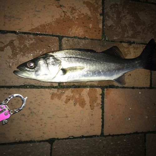 セイゴ（マルスズキ）の釣果