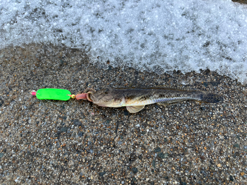 マハゼの釣果