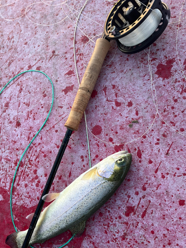 ニジマスの釣果