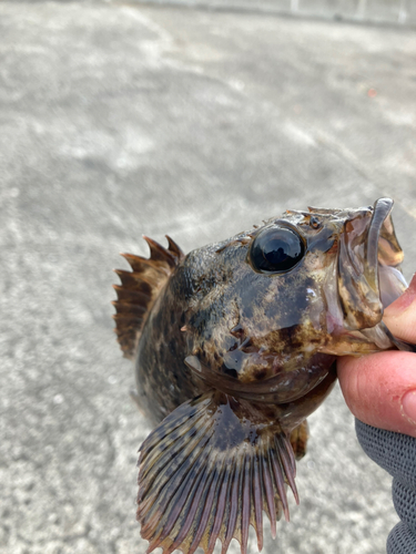 クロソイの釣果