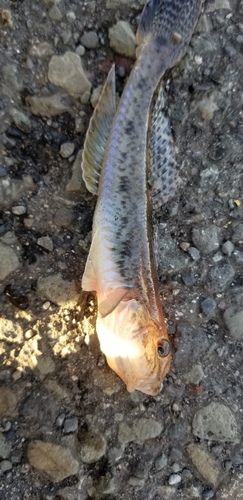 マハゼの釣果