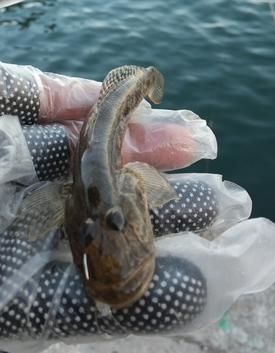 ハゼの釣果