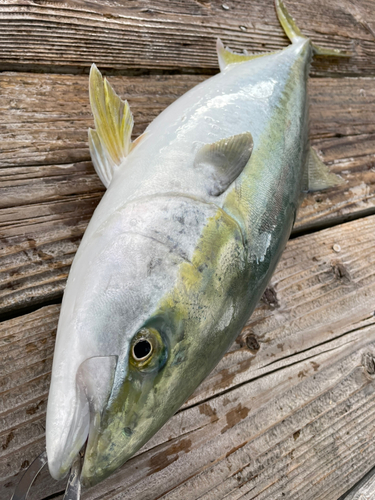 ハマチの釣果