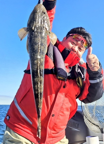 マゴチの釣果