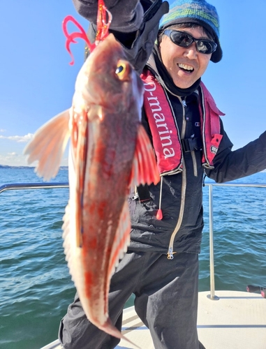 ホウボウの釣果