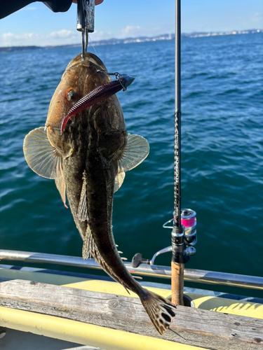 マゴチの釣果