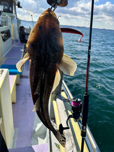 マゴチの釣果