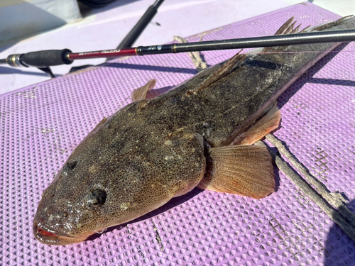 マゴチの釣果