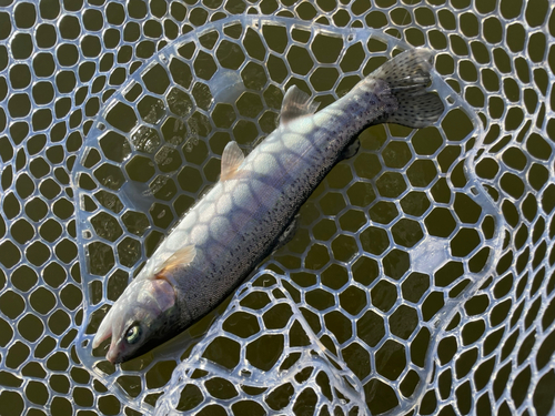 サクラマスの釣果