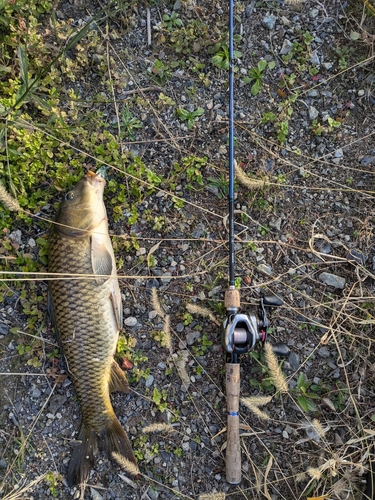 コイの釣果