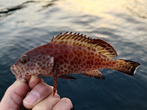 キジハタの釣果